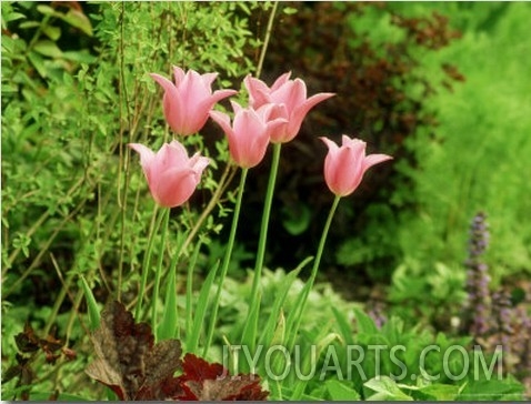 Un Named Pink Tulipa (Lily Flowered)