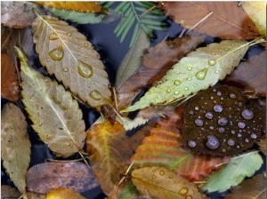 Autumn Leaves Float in a Pond at the Japanese Garden of Portland, Oregon, Tuesday, October 24, 2006