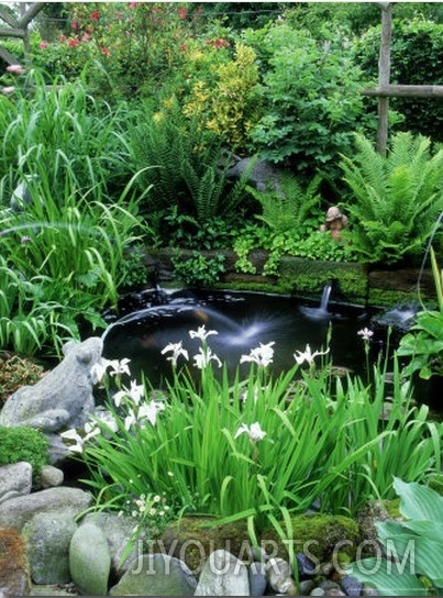 Small Garden Pond, Fountains, Ornamental Frogs, Iris, Fern (Carex) Sedge, and Shrubs at Margins