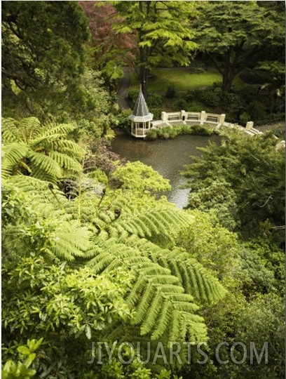 Tree Ferns and Duck Pond, Wellington Botanic Garden, Wellington, North Island, New Zealand, Pacific