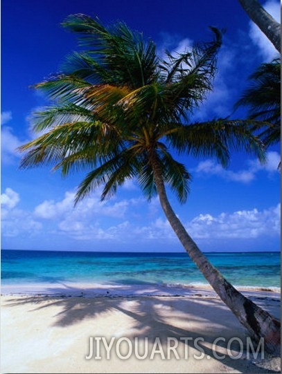 A Palm Tree Bends to the Caribbean Sea on a Key in the San Blas Islands, San Blas, Panama