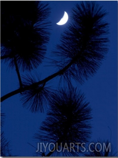 Conifer Branches Silhouetted Against the Night Sky and Crescent Moon