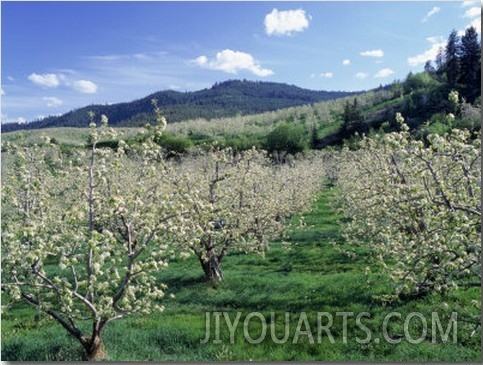 Apple Orchard in Bloom, Chelan County, WA