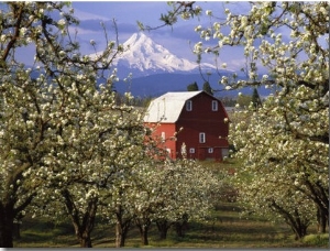 Red Barn in Pear Orchard, Mt. Hood, Hood River County, Oregon, USA