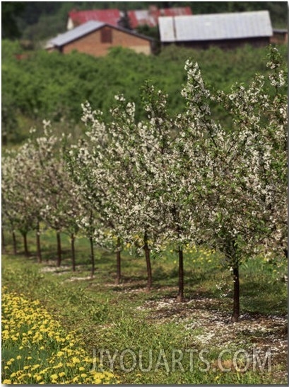 Spring in Apple Orchard, Lublin Upland, Malopolska
