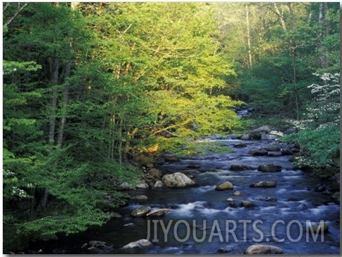 Elkmount Area, Great Smoky Mountains National Park, Tennessee, USA