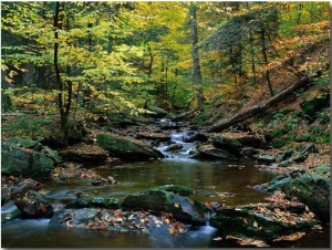 Ricketts Glen State PArk, PA