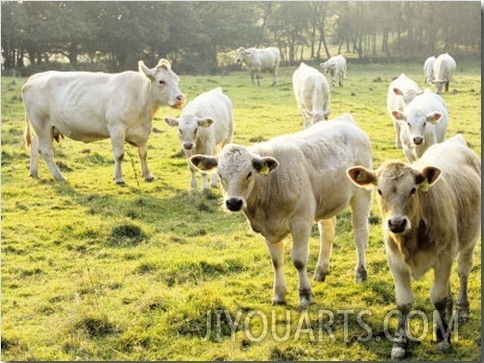 Cows in a Pasture