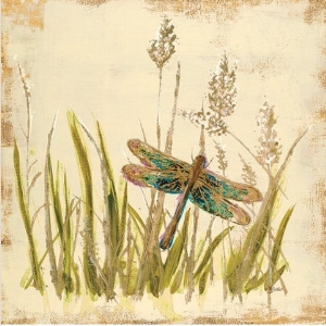 Dragonfly Meadow