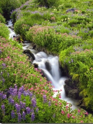 Elk Cove Creek Flowing Through Meadow of Wildflowers, Mt. Hood Wilderness, Oregon, USA