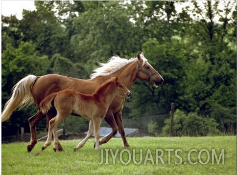 Mare Runs with Her Foal Through a Pasture