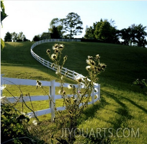 White Plank Fence Borders a Pasture