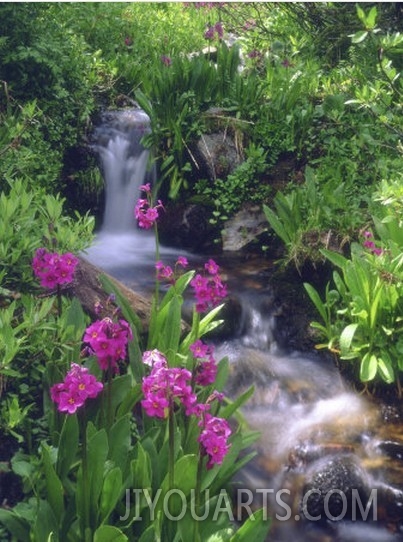 Wildflowers Along Flowing Stream in an Alpine Meadow, Rocky Mountains, Colorado, USA