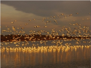 Snow Geese on Swans Cove Pool at Sunset