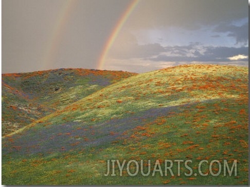 Hills with Poppies and Lupine with Double Rainbow Near Gorman, California, USA