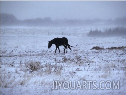 One Horse Walking Along in Winter Snow Storm, Kansas