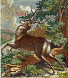 Deer in the Wild II