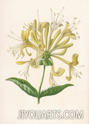 Honeysuckle