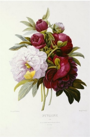 Peonies