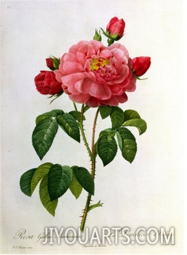 Rosa Gallica Aurelianensis