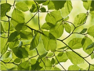 Beech Leaves in Spring, Fagus Sylvatica