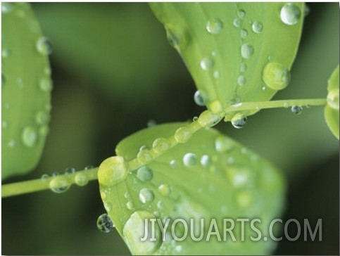 Close View of Foliage and Twisted Stem with Glistening Drops of Dew