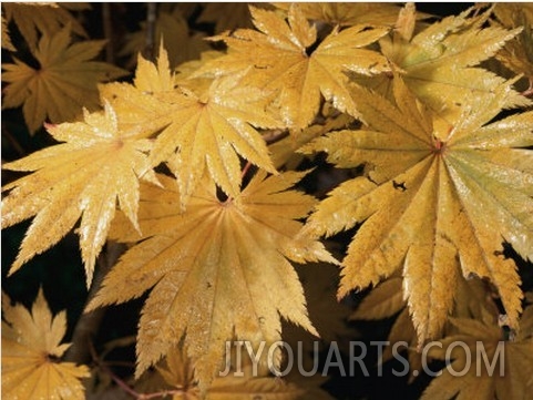 Close Views of Japanese Maple Leaves