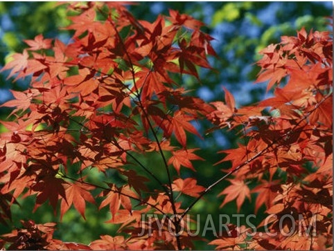 Japanese Maple Trees