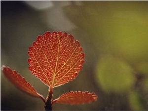 Leaf, Sheenjek River Valley, Arctic National Wildlife Refuge, Alaska