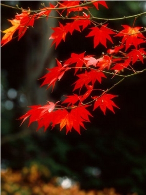 Maple Leaves