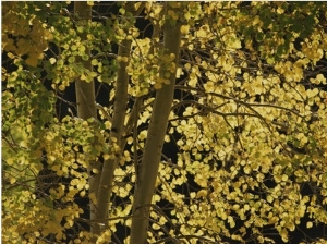 Sunlight on Aspen Leaves, Targhee National Forest, Palisades, Idaho