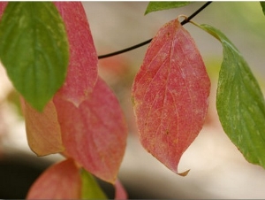 Tree Leaves Display Autumn Color Change