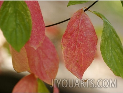 Tree Leaves Display Autumn Color Change