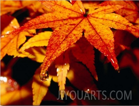 Water Droplets on Maple Leaves in Autumn, Kyoto, Japan