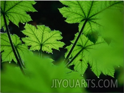 Water Drops on Leaves, Tongass National Forest, Baronof Island, Alaska, USA