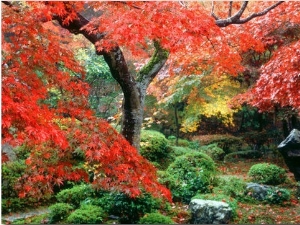 Garden with Maple Trees in Enkouin Temple, Autumn, Kyoto, Japan