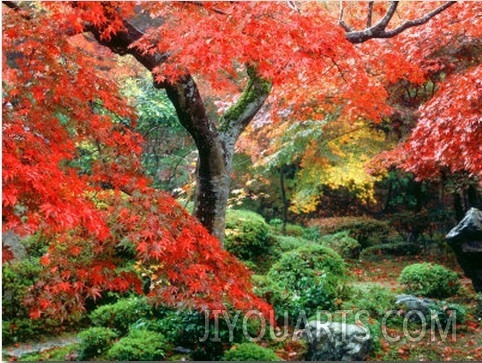 Garden with Maple Trees in Enkouin Temple, Autumn, Kyoto, Japan