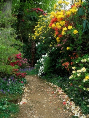 Rhododendron, Azalea, Camellia, Bluebell with Petals on Path, West Sussex, Early Summer