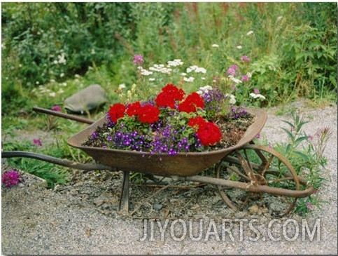 View of an Old Wheelbarrow Used for Summer Flowers