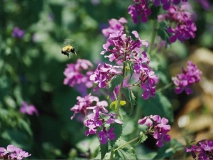 A Large Bumblebee over a Colorful Money Plant, Also Known as Silver Dollar Flower