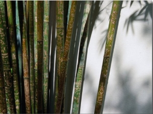 Bamboo Plants at Chinese Friendship Gardens, Darling Harbour Sydney, New South Wales, Australia