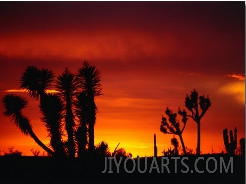 Century Plant and Common Cactus Silhouetted at Sunset Near Guerrero Negro, Guerrero Negro, Mexico