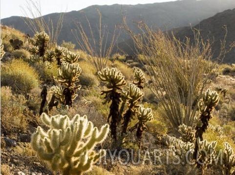 Cholla Cactus and Ocotillo Plants in the Desert Landscape, California