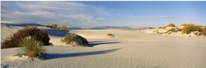 Desert Plants in White Sands National Monument, New Mexico, USA