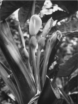 Flowers of the Elephant Ear Plant Blooming in the Garden Where the Young Girls Are Visiting