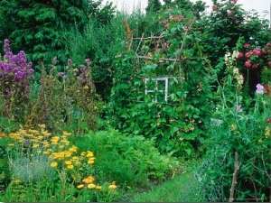 Hazel Plant Support with Runner Beans