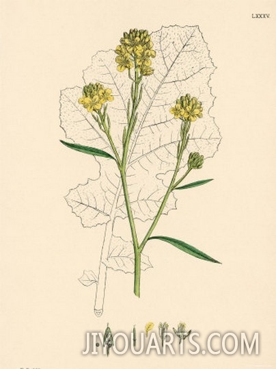 Illustration of Black Mustard Plant from Sowerby