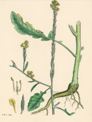 Illustration of Hoary Mustard Plant from Sowerby