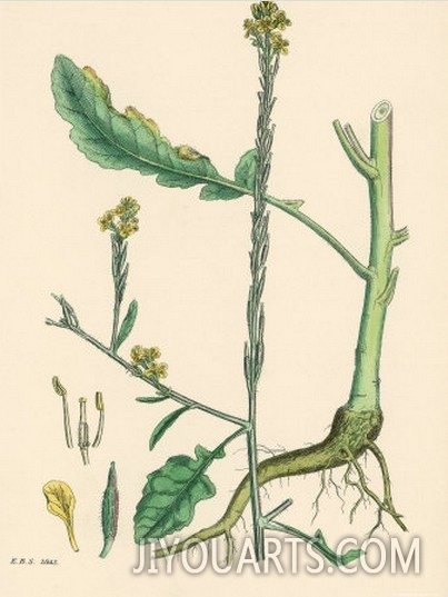 Illustration of Hoary Mustard Plant from Sowerby