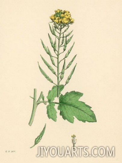 Illustration of White Mustard Plant from Sowerby